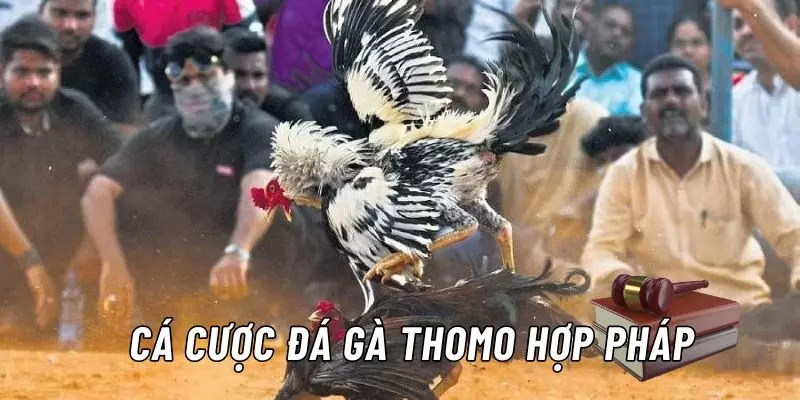 Đá gà trực tiếp Thomo được nhiều người yêu thích