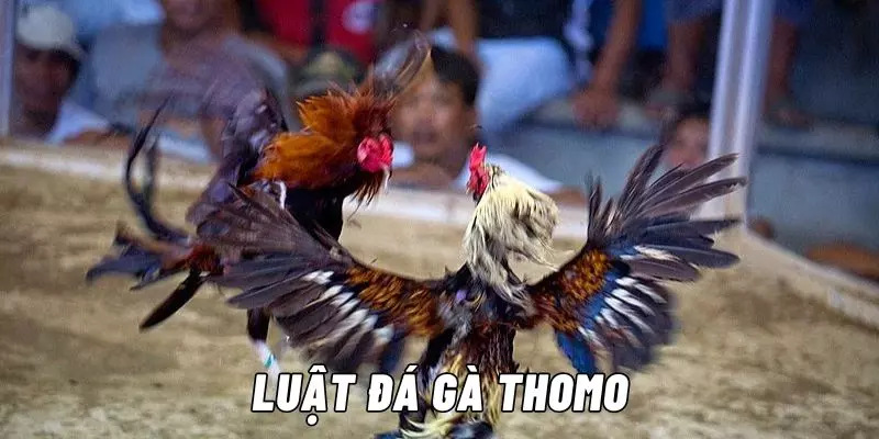 Luật chơi đá gà Thomo chính xác