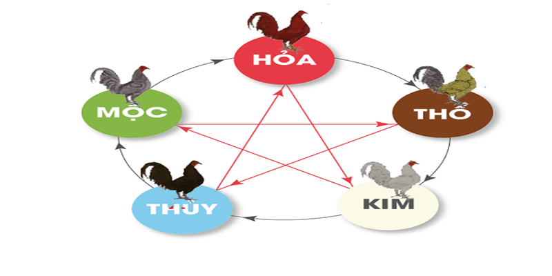 Tìm hiểu màu mạng đá gà là gì?