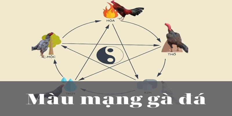 màu mạng đá gà